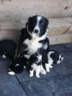 Excelentes cahorros collie - mejor precio | unprecio.es