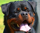 EXCELENTES CAMADAS DE ROTTWEILER - mejor precio | unprecio.es