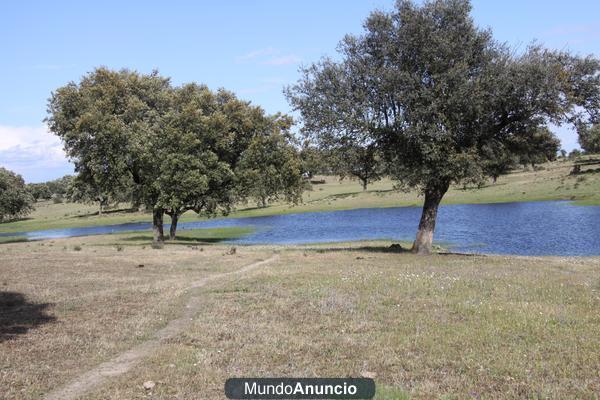 FINCA DE RECREO 400 HAS DE SUPERLUJO CON VIVIENDAS. NAVALMORAL DE LA MATA