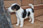 Fox terrier de pelo duro - mejor precio | unprecio.es
