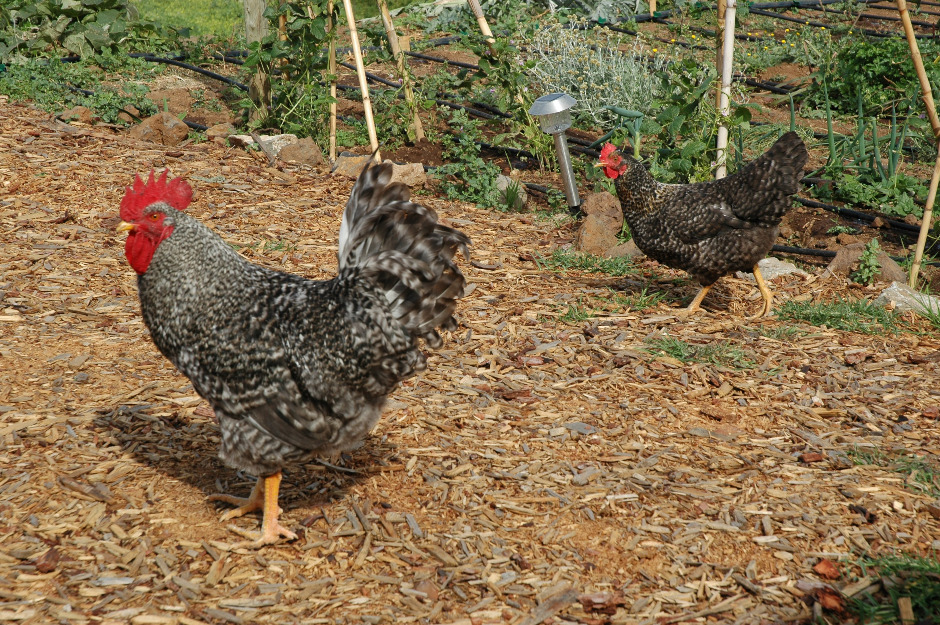 gallos jabados jovenes