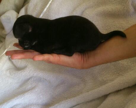 Hembrita chihuahua mini mini mini mini