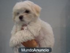 Malteses de 60 dias miniatura con pedigree, 375 euros. - mejor precio | unprecio.es