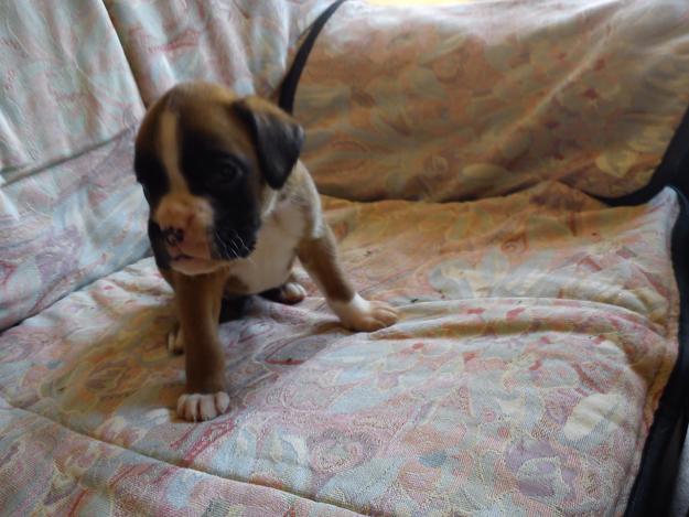 Preciosa camada de boxer