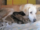Se regalan cachorros - mejor precio | unprecio.es