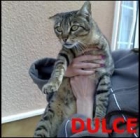 ADOPTA A DULCE - mejor precio | unprecio.es
