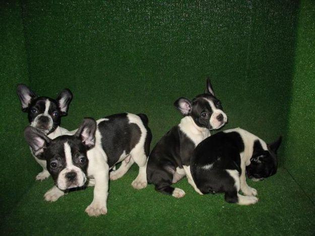 Bulldog Frances Macho