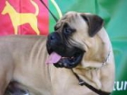 Bullmastiff do Sobroso, Expectacular camada - mejor precio | unprecio.es