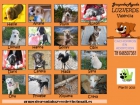 Cachorros sin hogar - mejor precio | unprecio.es