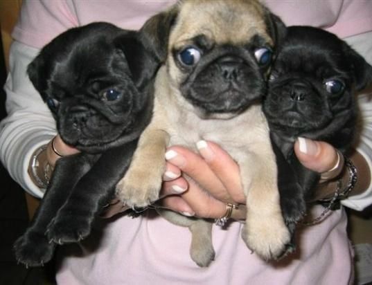 Camada de Carlino, Cachorros de Dos Meses -