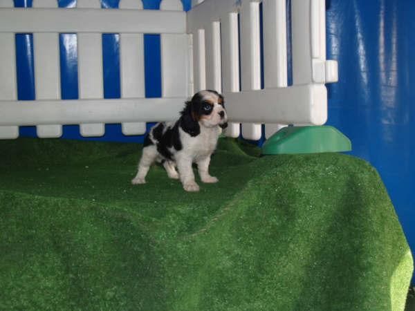 Cavalier, de dos meses y a buen precio