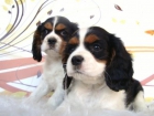 CAVALIER EXCELENTE CAMADA MACHOS Y HEMBRAS - mejor precio | unprecio.es