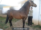 compraventa de caballos pre - mejor precio | unprecio.es