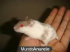 hamster panda lutino - mejor precio | unprecio.es