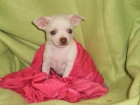 Macho y hembra Chihuahua cachorros disponibles ... (150 euros) - mejor precio | unprecio.es