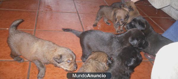 Regalo cachorros hembra rottweiler