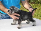 SCHNAUZER MINIATURA SAL Y PIMIENTA - mejor precio | unprecio.es