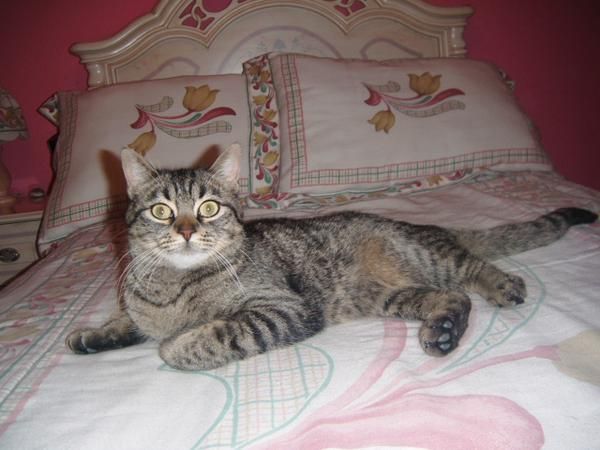 Se da en adopción preciosa gatita romana con cruce de persa - Granada
