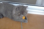 Vendo gatito persa azul y accesorios - mejor precio | unprecio.es