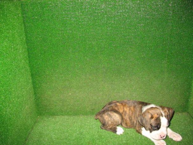 Boxer Atigrado Hembra