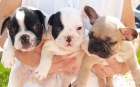 Buldlog frances, increibles cachorros de pura raza - mejor precio | unprecio.es