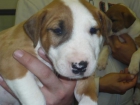 bull terrier - mejor precio | unprecio.es
