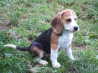 Cachorro Beagle - mejor precio | unprecio.es