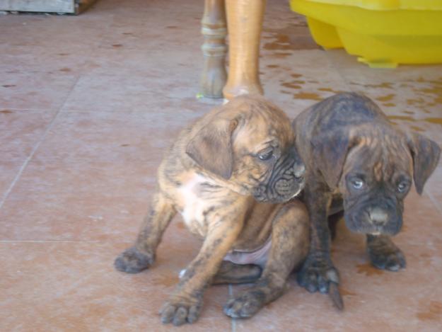 cachorros de boxer