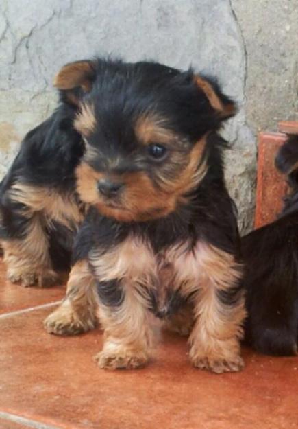 Cachorros de yorkshires toy