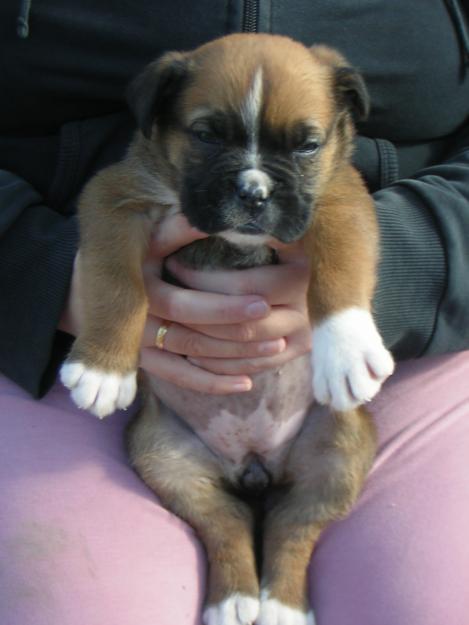 Camada Boxer