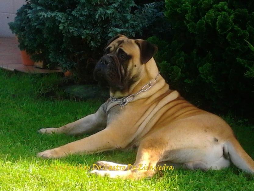 Camada Bullmastiff