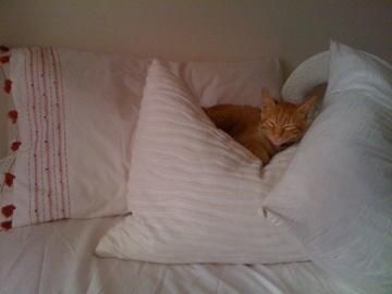 Gatito busca familia