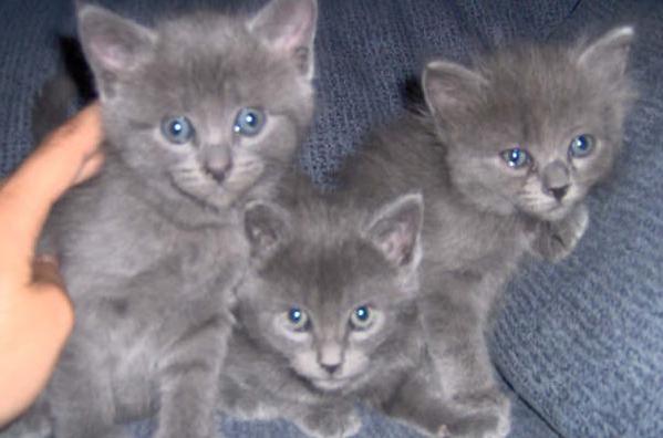 hermosos gatos ruso azul