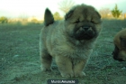 magnificos chow-chow rojos; machos y hembras - mejor precio | unprecio.es