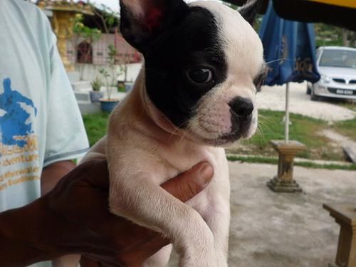 Quiero comprar cachorro bull-dog frances macho economico
