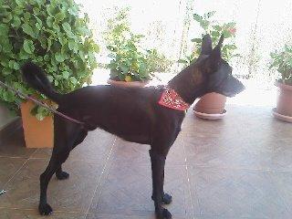 Se da en adopcion Pastor belga de 5 meses macho