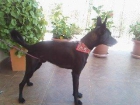 Se da en adopcion Pastor belga de 5 meses macho - mejor precio | unprecio.es