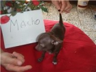 sin pedegri machos chihuahua son minis color chocolate edad 4 meses - mejor precio | unprecio.es