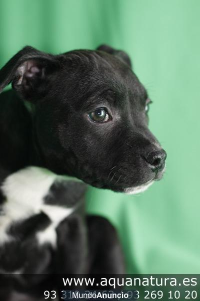 STAFFORDSHIRE BULLTERRIER - CACHORROS -  GARANTÍA AQUANATURA  - TIENDA EN BARCELONA – VENTA - CRIADERO Disponemos de mac