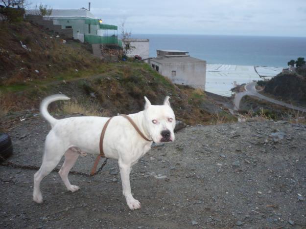 vendo pitbull