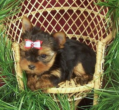 Yorkshire terrier mini macho