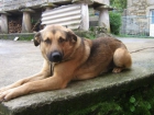 Perro en adopción - mejor precio | unprecio.es