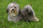 BICHON HABANERO - mejor precio | unprecio.es