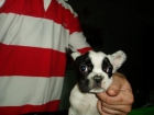 bonitos bulldog frances con pedigree - mejor precio | unprecio.es