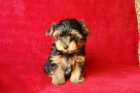 cachorro yorkshire mini con regalos - mejor precio | unprecio.es