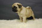 cachorros de carlino disponibles - mejor precio | unprecio.es