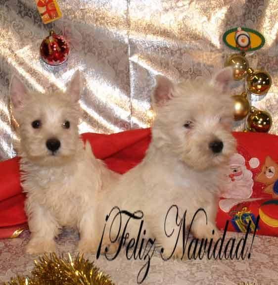 Cachorros de West higland, ¡pura raza!