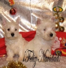 Cachorros de West higland, ¡pura raza! - mejor precio | unprecio.es