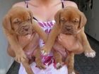 Cachorros Dogos de Burdeos 600 - mejor precio | unprecio.es