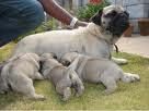 CARLINOS CACHORROS PRECIOSOS CON DOS MESES